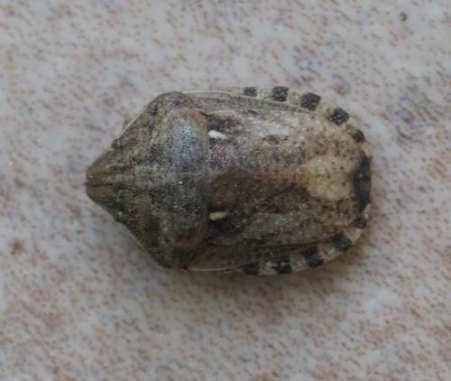 Réf. 252 633 : Eurygaster maura